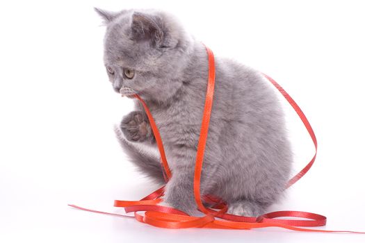 little kitty with red ribbon on a white background