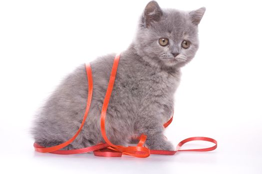 little kitty with red ribbon on a white background