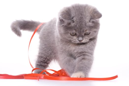 little kitty with red ribbon on a white background