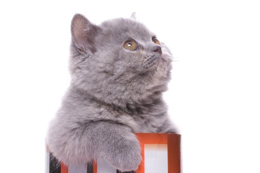 little kitty in the box on a white background