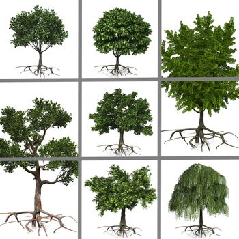compositing of trees on white background