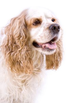 cute playful dog on a white background