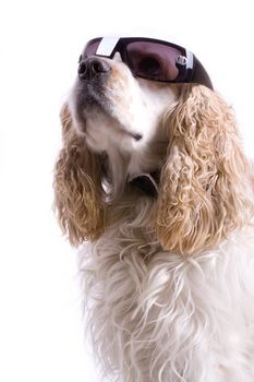 cute dog on a white background wearing sun glasses