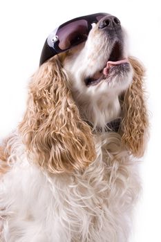 cute dog on a white background wearing sun glasses