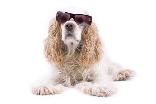 cute dog on a white background wearing sun glasses