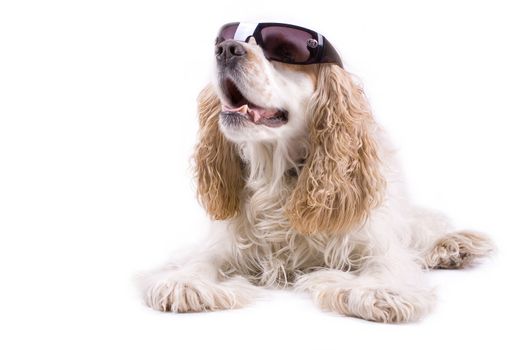 cute dog on a white background wearing sun glasses