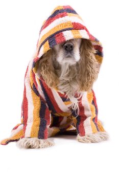 cute dog on a white background dressed up with clothes 