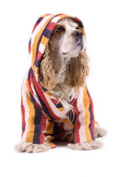 cute dog on a white background dressed up with clothes