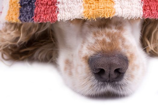 cute dog on a white background dressed up with clothes