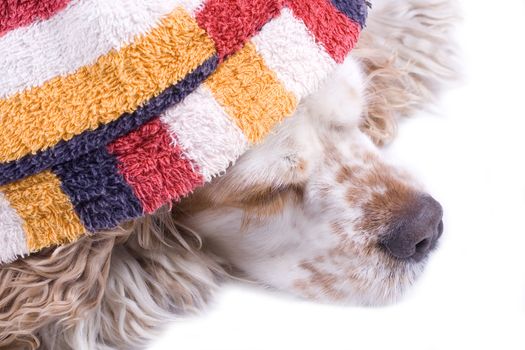 cute dog on a white background dressed up with clothes