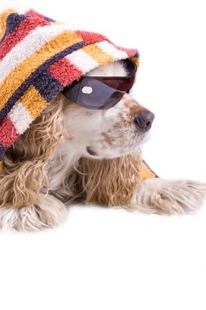 cute dog on a white background dressed up with clothes