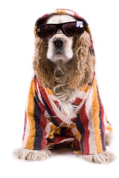 cute dog on a white background dressed up with clothes