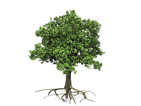 oak  on a white background