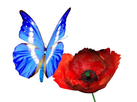 the beautiful butterfly and poppy