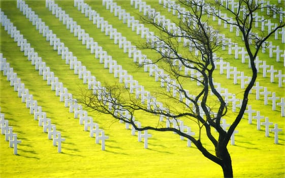 the dead tree and the military cemetery