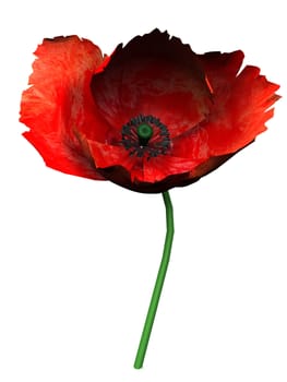 poppy on a white background