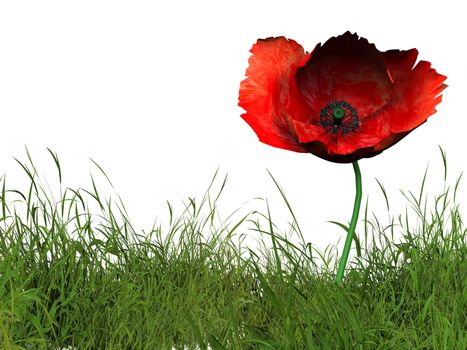 one poppy in the green grass