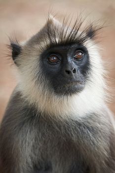 Monkey (gray langur) portrait close up. Sri Lanka