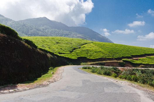 Road in tea plantations. Munnar, Kerala