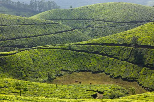 Tea plantations. Munnar, Kerala, India