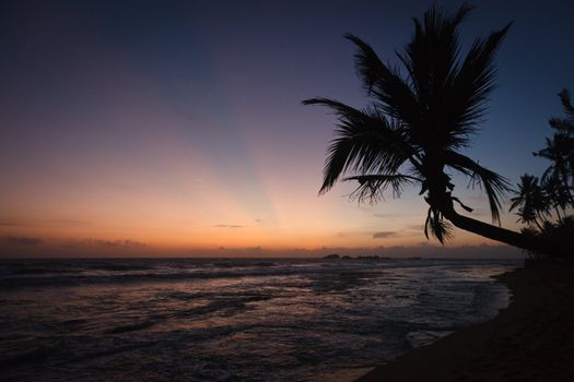 Palm and ocean on sunset. Hikkaduwa, Sri Lanka