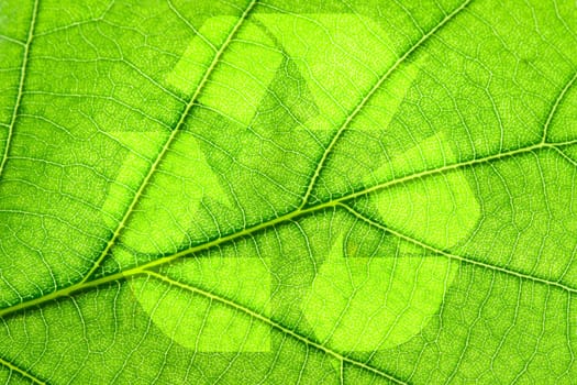 Recycling symbol on green leaf