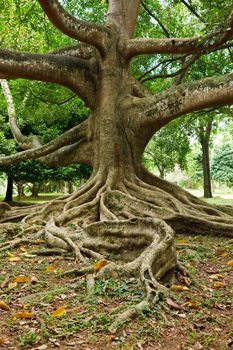 Tropical tree roots. Sri Lanka