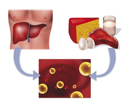 diagram illustration of cholesterol in food and human liver health