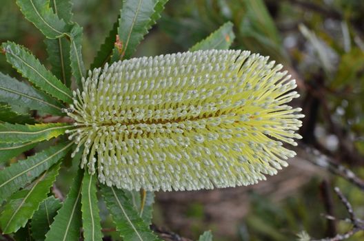 The Banksia Integrifolia tree is a native Australian tree naturally occurring along Australia's east coast. Commonly called Beach Banksia or Coast Banksia, this photo was taken at the Sunshine Coast in Queensland.