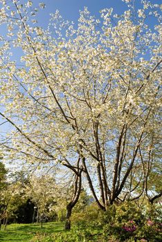 Sakura cherry blossoms of white flowers tree under blue sky in Alishan National Scenic Area, Taiwan, Asia.