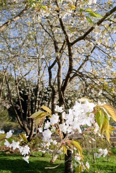 White sakura cherry blossoms tree, closeup image focus on front flowers, shot in Alishan National Scenic Area, Taiwan, Asia.