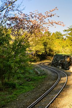 Forest railway with sakura cherry blossoms trees and flowers under blue sky in Alishan National Scenic Area, Taiwan, Asia.