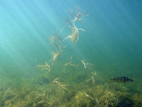 Underwater landscapes of lake Kandrykul, Bashkortostan, Russia 