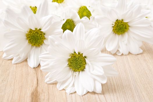 White chrysanthemum - very shallow depth of field