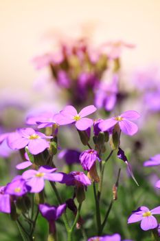 Close up detail of the purple flower heads of a aubrieta plant. Set on a portrait format.