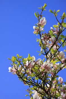 Detail of a flowering magnolia tree set against a bright spring blue sky background, set on a portrait format.