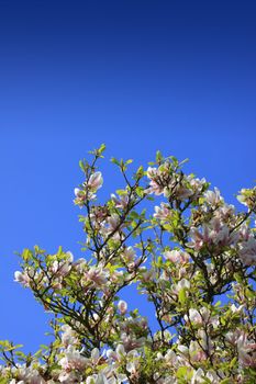 A flowering magnolia tree set against a bright spring blue sky background, set on a portrait format. room for copy space above.