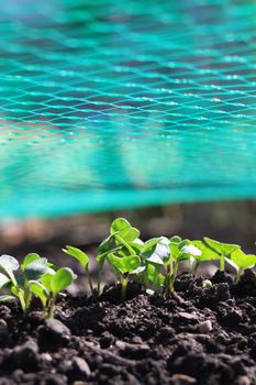 The first green shoots of organically growing radish plants, scarlet globe variety. Image shot at a low angle to the ground showing detail of shoots, the soil and protective netting above.