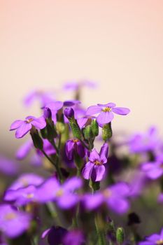Close up detail of the purple flower heads of an aubrieta plant. Set on a portrait format with a soft focus pink background.