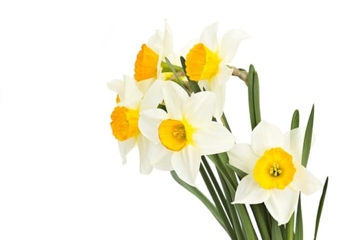 narcissuses bouquet isolated on white background 