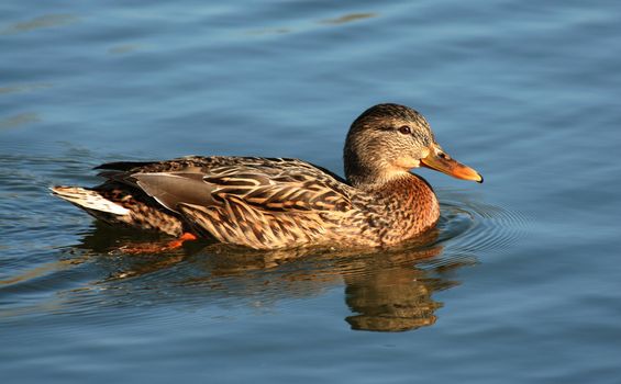 female mallard duck floating on a lake