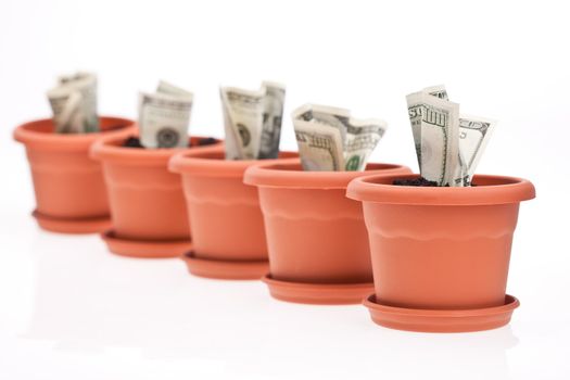 business series: growing money in the  flowerpot