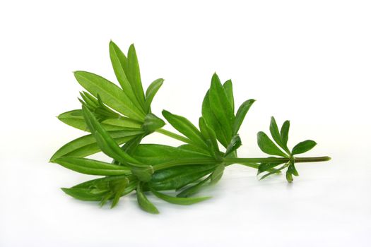 two stem Woodruff on a light background