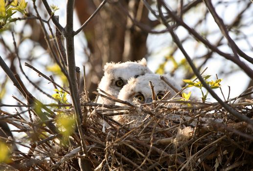 Owlets in nest in Saskatchewan
