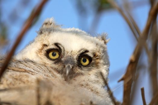 Great Horned Owl (Bubo virginianus) is a very large owl of the bird family Strigidae. They are 56 cm or 22 inches in length and have a wingspan of 91-152 cm or 35-59 inches