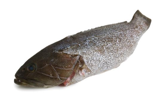 Scaled dusky  grouper fish (locus)  isolated on white background