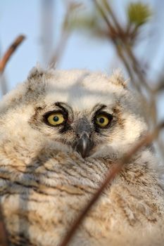 Great Horned Owl (Bubo virginianus) is a very large owl of the bird family Strigidae. They are 56 cm or 22 inches in length and have a wingspan of 91-152 cm or 35-59 inches. 
