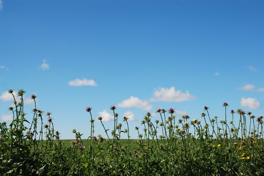 Thistle on green field over blue sky with little clouds on bright spring day