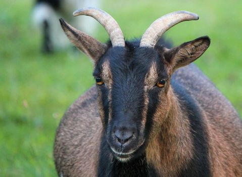 Portrait of a black and brown goat with two beautiful horns