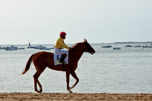 SANLUCAR DE BARRAMEDA, CADIZ, SPAIN - AUGUST 11: Unidentified rider at the start of race horses on Sanlucar de Barrameda beach on August 11, 2011 in Sanlucar de Barrameda, Cadiz, Spain.
